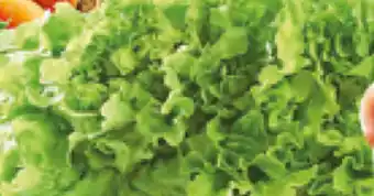 E.Leclerc Alface Frisada promoção