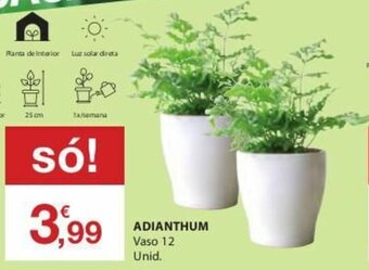 Adianthum Vaso 12