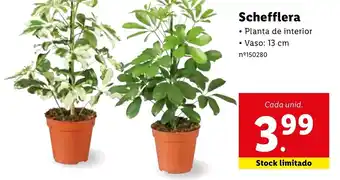 Lidl Schefflera 13cm promoção