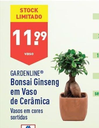 ALDI Bonsai promoção