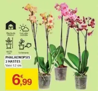 Phalaenopsis 2 Hastes Vaso 12cm