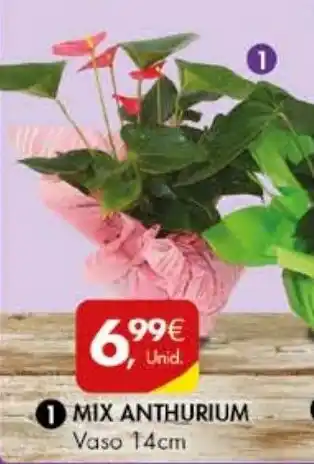 Pingo Doce Mix Anthurium 14cm promoção