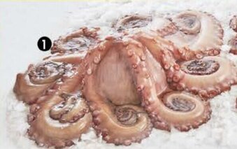 Pingo Doce Polvo +6kg promoção