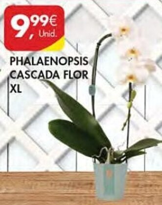 Pingo Doce PHALAENOPSIS CASCADA FLOR XL promoção