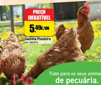 Agriloja Galinha Poedeira promoção