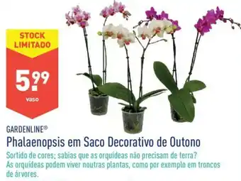ALDI Gardenline Phalaenopsis em Saco Decorativo de Outono promoção