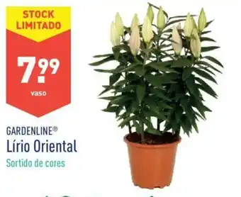 Gardenline Lírio Oriental
