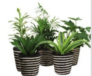 Continente Planta Natural Verdes promoção