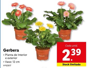 Lidl Gerbera 12cm promoção