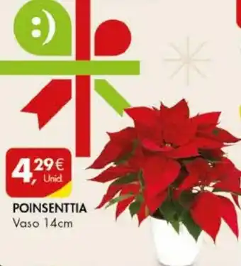 POINSENTTIA Vaso 14cm