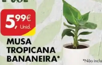 Musa Tropicana Bananeira