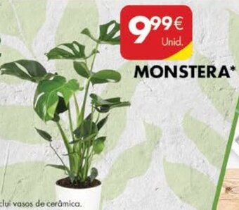Monstera