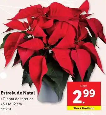 Lidl Estrela de Natal promoção