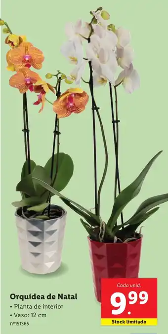 Lidl Orquídea de Natal promoção