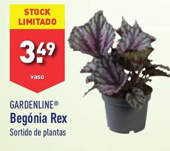 ALDI GARDENLINE Begónia Rex promoção