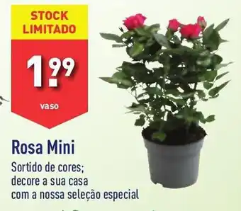 ALDI Rosa Mini promoção