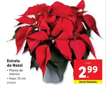 Lidl Estrela de Natal promoção