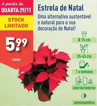 Estrela de Natal