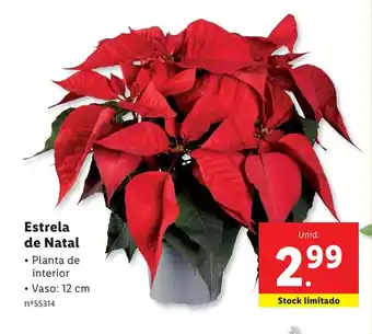 Lidl Estrela de Natal promoção