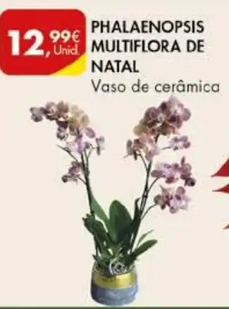 Pingo Doce PHALAENOPSIS MULTIFLORA DE NATAL promoção