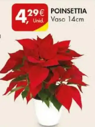 Pingo Doce POINSETTIA vaso 14cm promoção