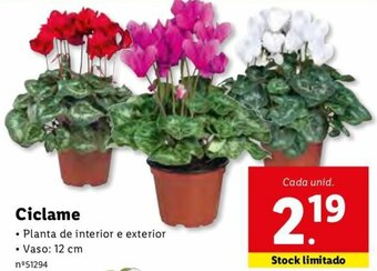 Lidl Ciclame 12cm promoção