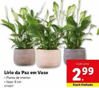 Lidl Lírio da Paz em Vaso 9cm promoção
