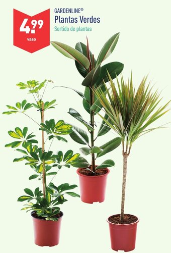 ALDI Gardenline Plantas Verdes promoção