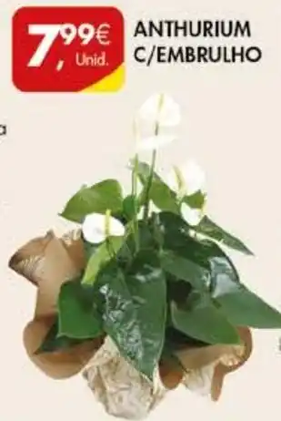 Pingo Doce ANTHURIUM C/EMBRULHO promoção