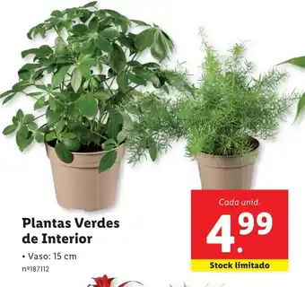 Lidl Plantas Verdes de Interior promoção