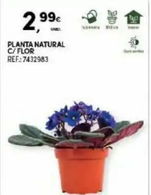 Continente Planta Natural C/ Flor promoção