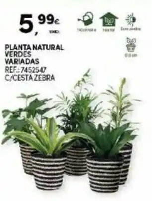 Continente Planta Natural Verdes Variadas promoção