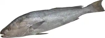 Makro Corvina real aquacultura 2/3k-inteiro-sem transformacao promoção