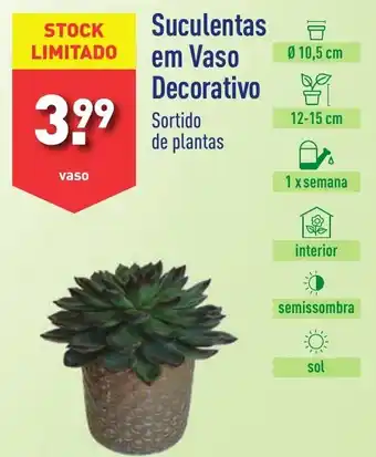 ALDI Suculentas em Vaso Decorativo promoção