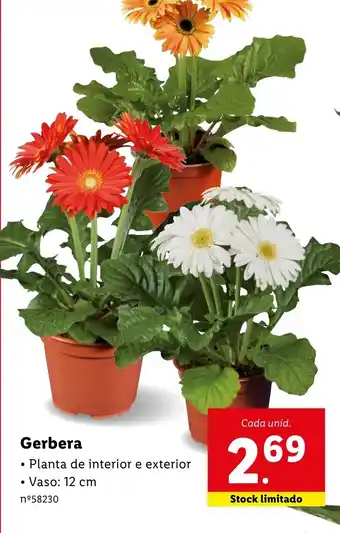 Gerbera