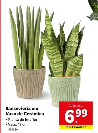 Lidl Sansevieria em Vaso de Cerâmica promoção