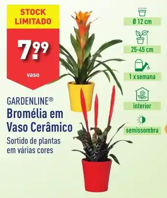 ALDI GARDENLINE Bromélia em Vaso Cerâmico promoção