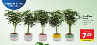 Schefflera 40cm