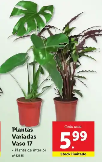 Lidl Plantas Variadas Vaso 17 promoção
