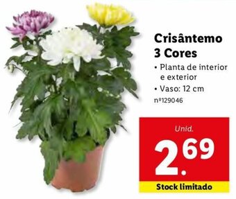 Crisântemo 3 Cores