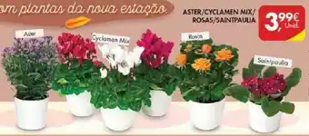 Pingo Doce Aster/Cylamen Mix/ Rosas/ Saintpaulia promoção