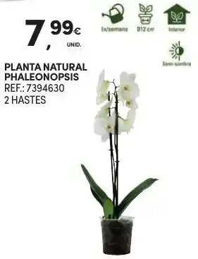 Continente Planta Natural Phaleonopsis promoção