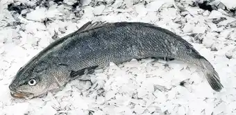 Makro Corvina Real Aquacultura 2/3 K-Amanho-Coloque nas notas a transformacao pretendida promoção