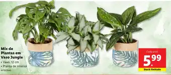 Lidl Mix de Plantas em Vaso Jungle promoção