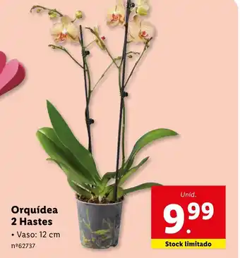Orquídea 2 Hastes