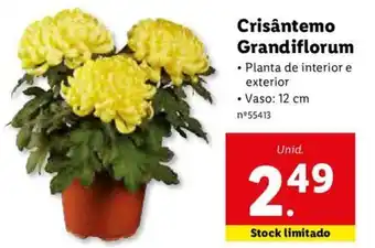 Lidl Crisântemo Grandiflorum promoção