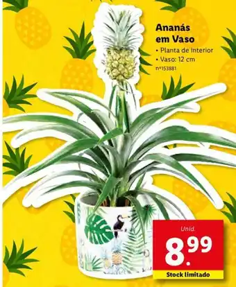 Lidl Ananás em Vaso promoção