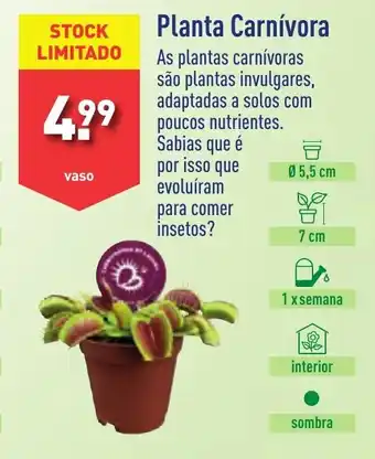 Planta Carnívora vaso
