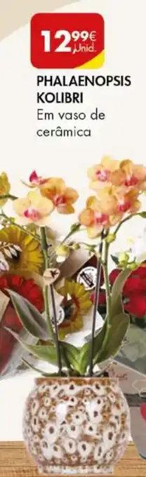 Pingo Doce PHALAENOPSIS KOLIBRI Em vaso de cerâmica promoção
