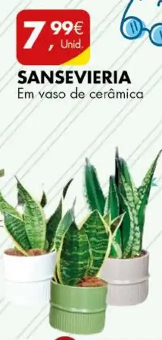 Pingo Doce SANSEVIERIA Em vaso de cerâmica promoção
